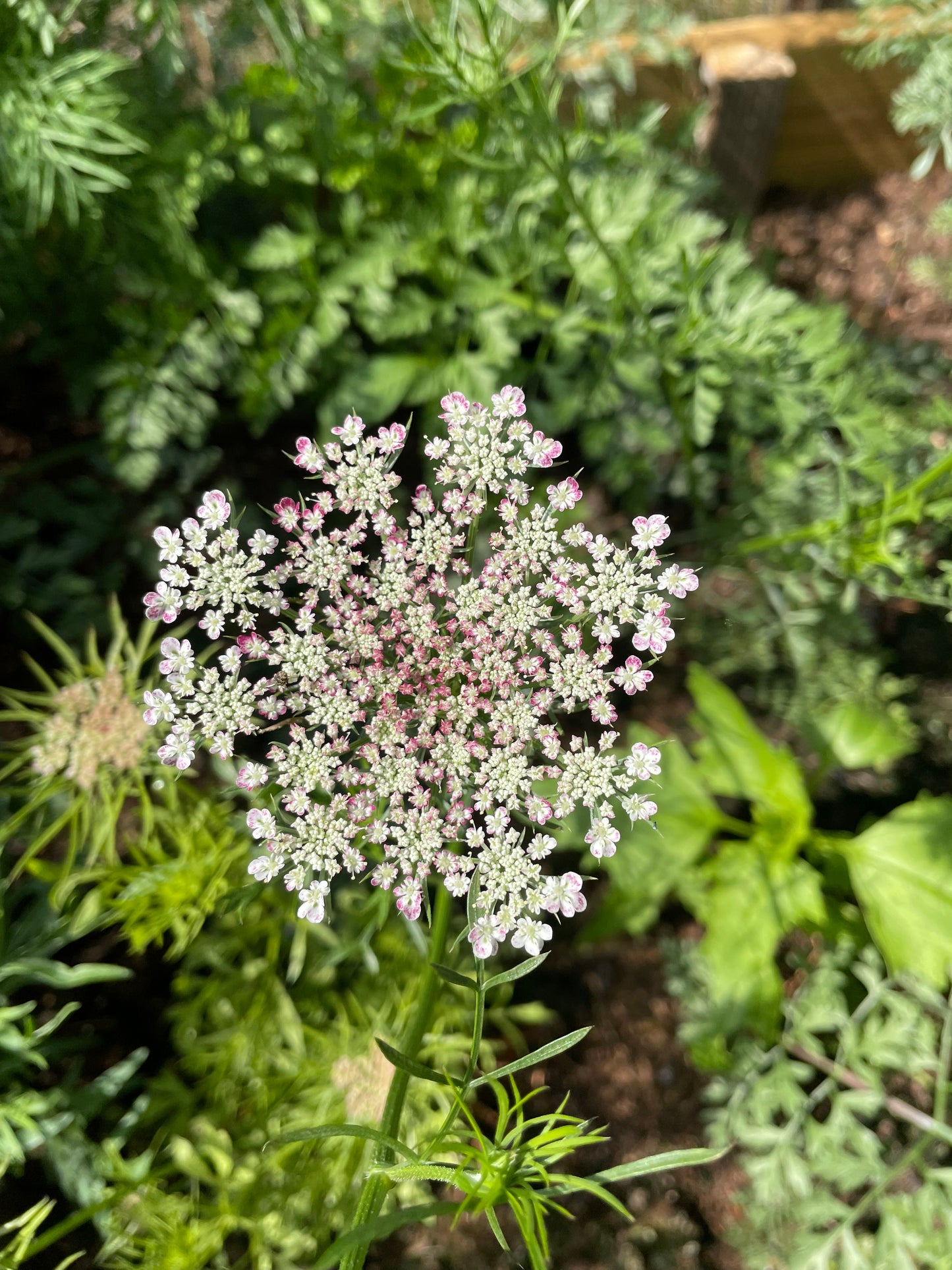 Blomstermorot ”Purple Kisses”