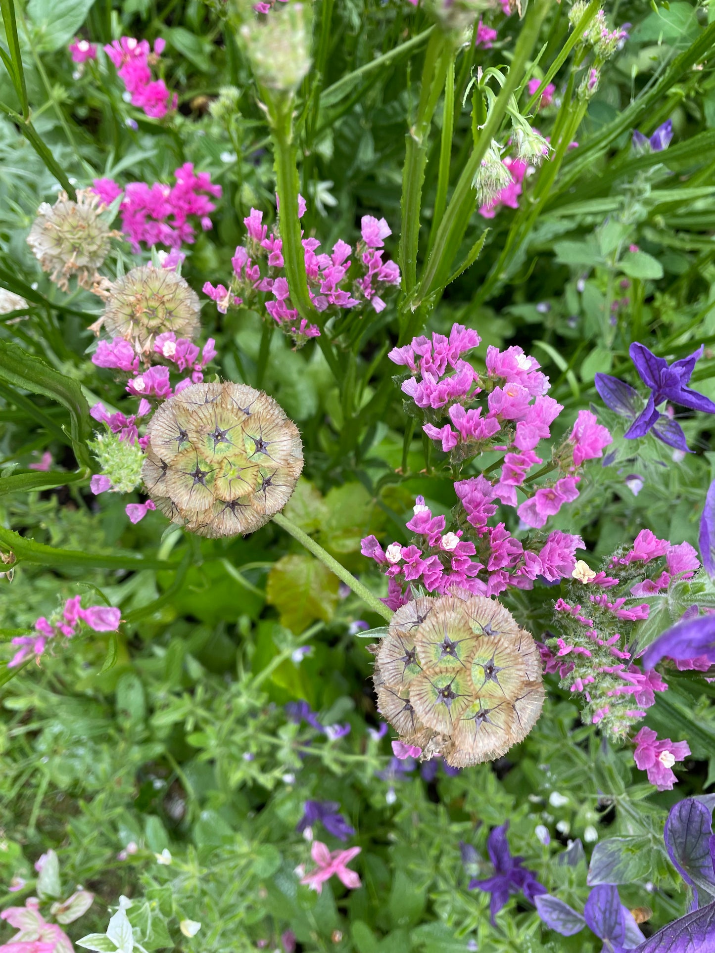 Risp ”QIS Deep Rose”