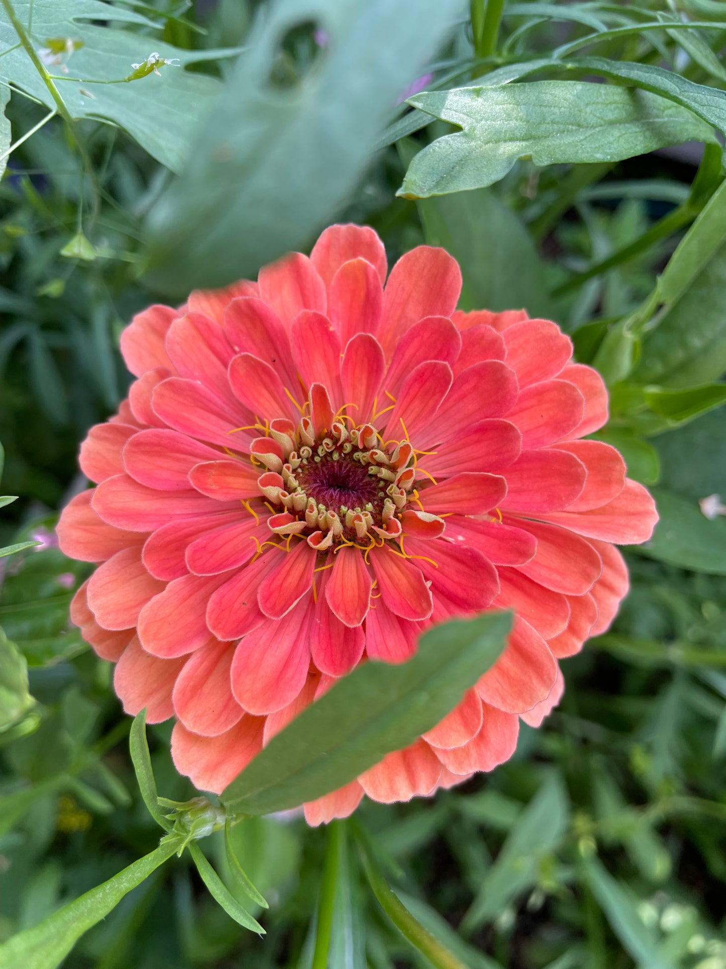Zinnia ”Dahlia Flowered Salmon Queen”