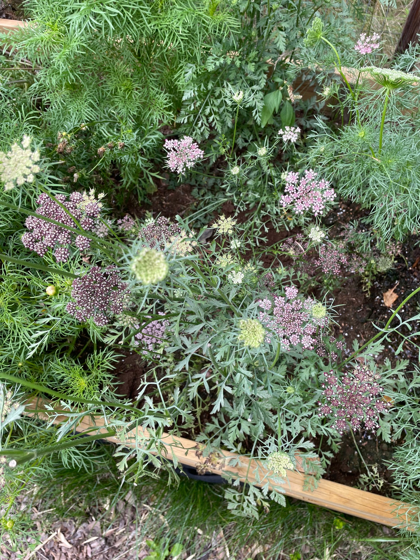 Blomstermorot ”Purple Kisses”