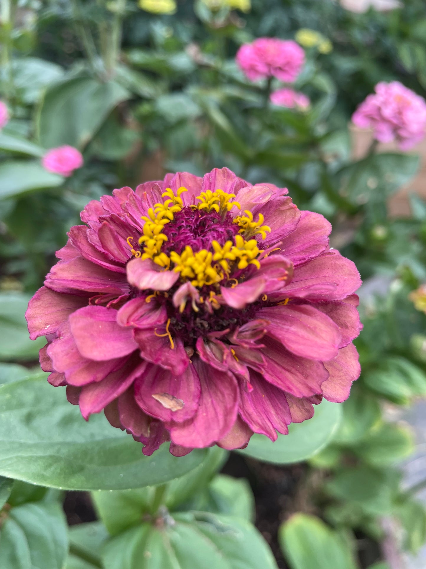 Zinnia ”Queen Lime Red”