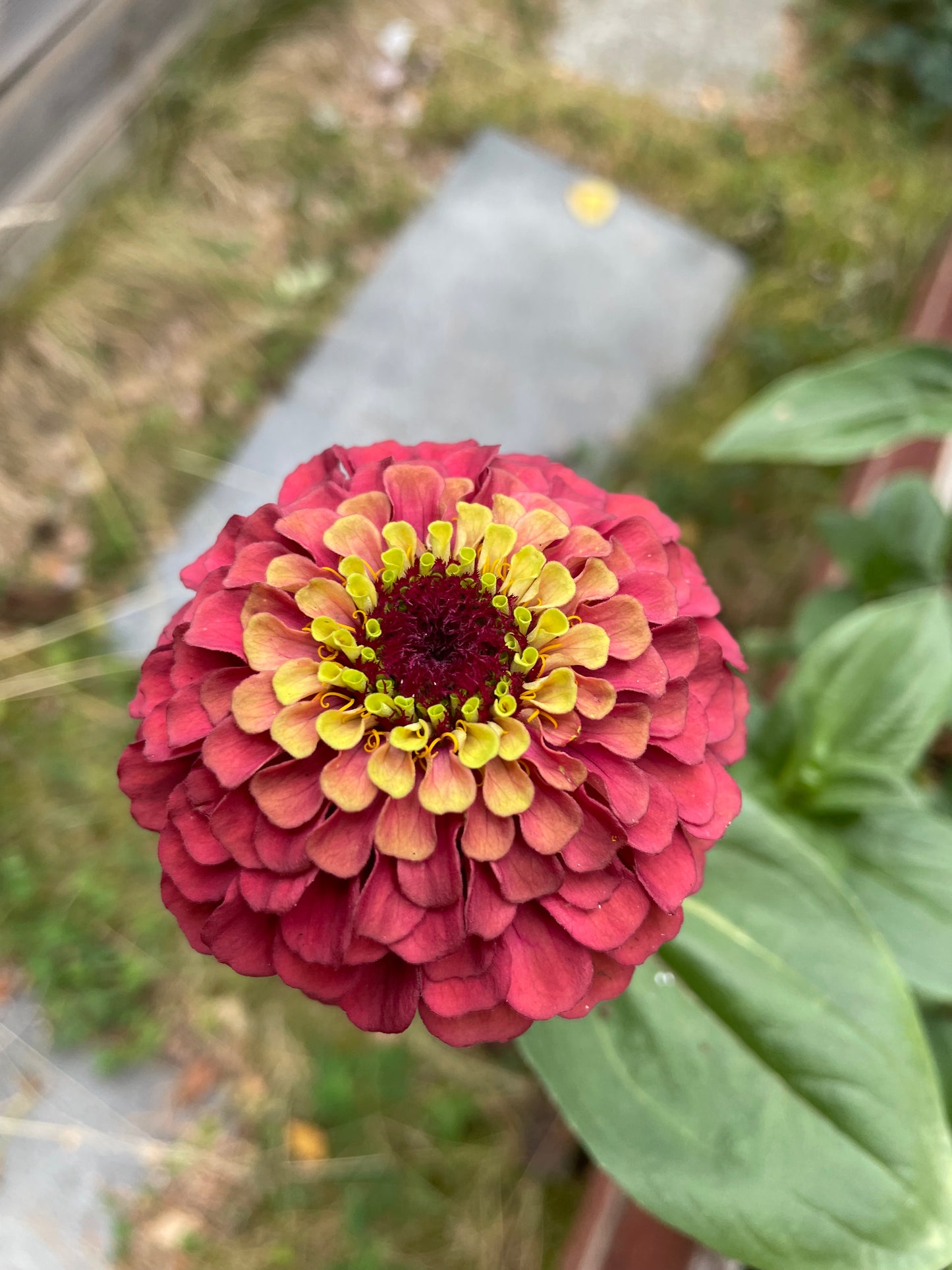 Zinnia ”Queen Lime Red”