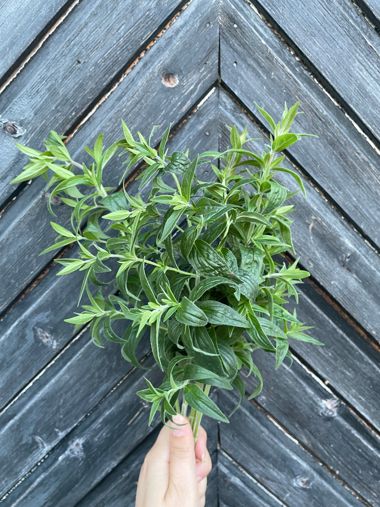 Bergsmynta ”Mountain Mint”