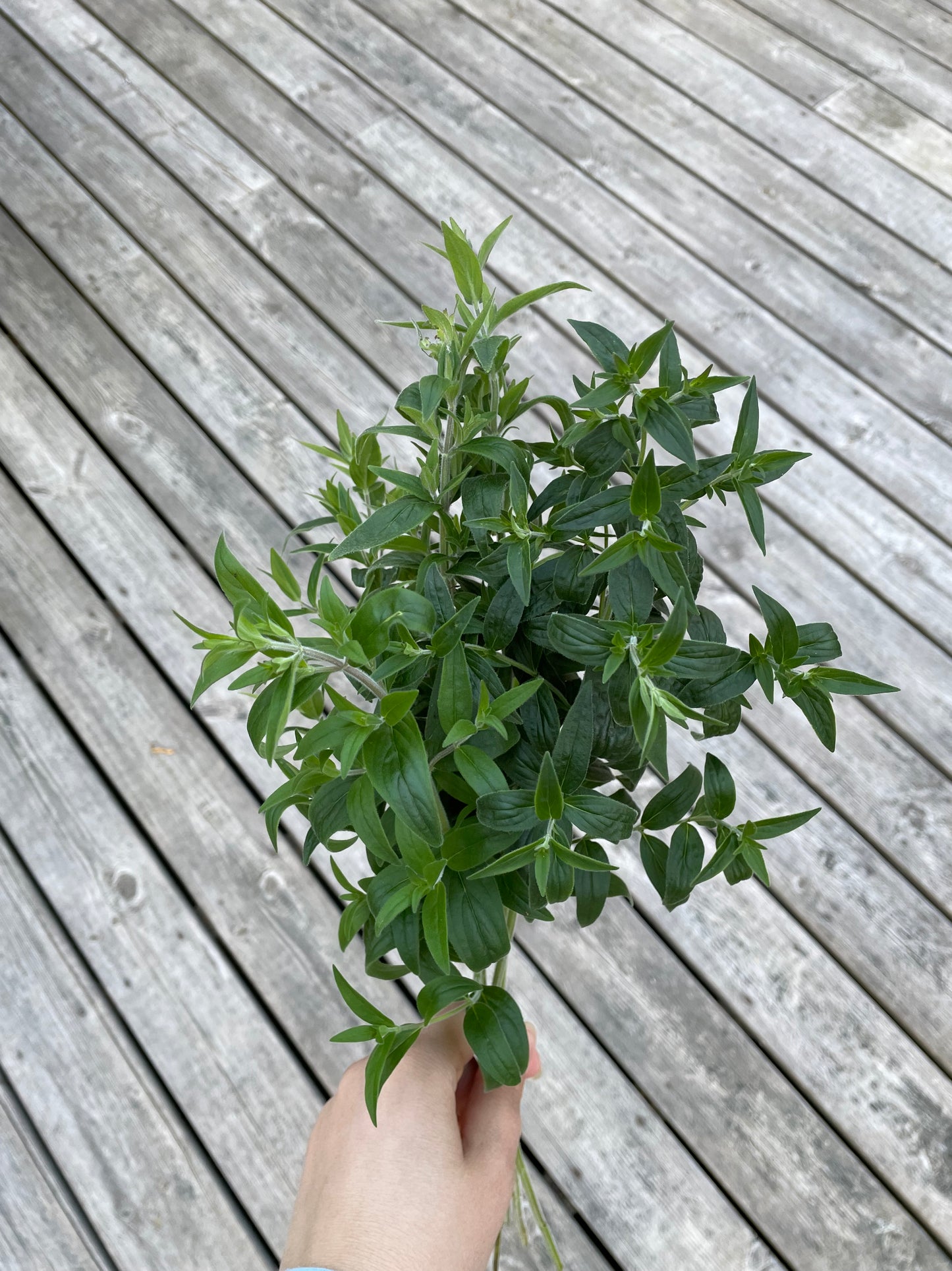 Bergsmynta ”Mountain Mint”