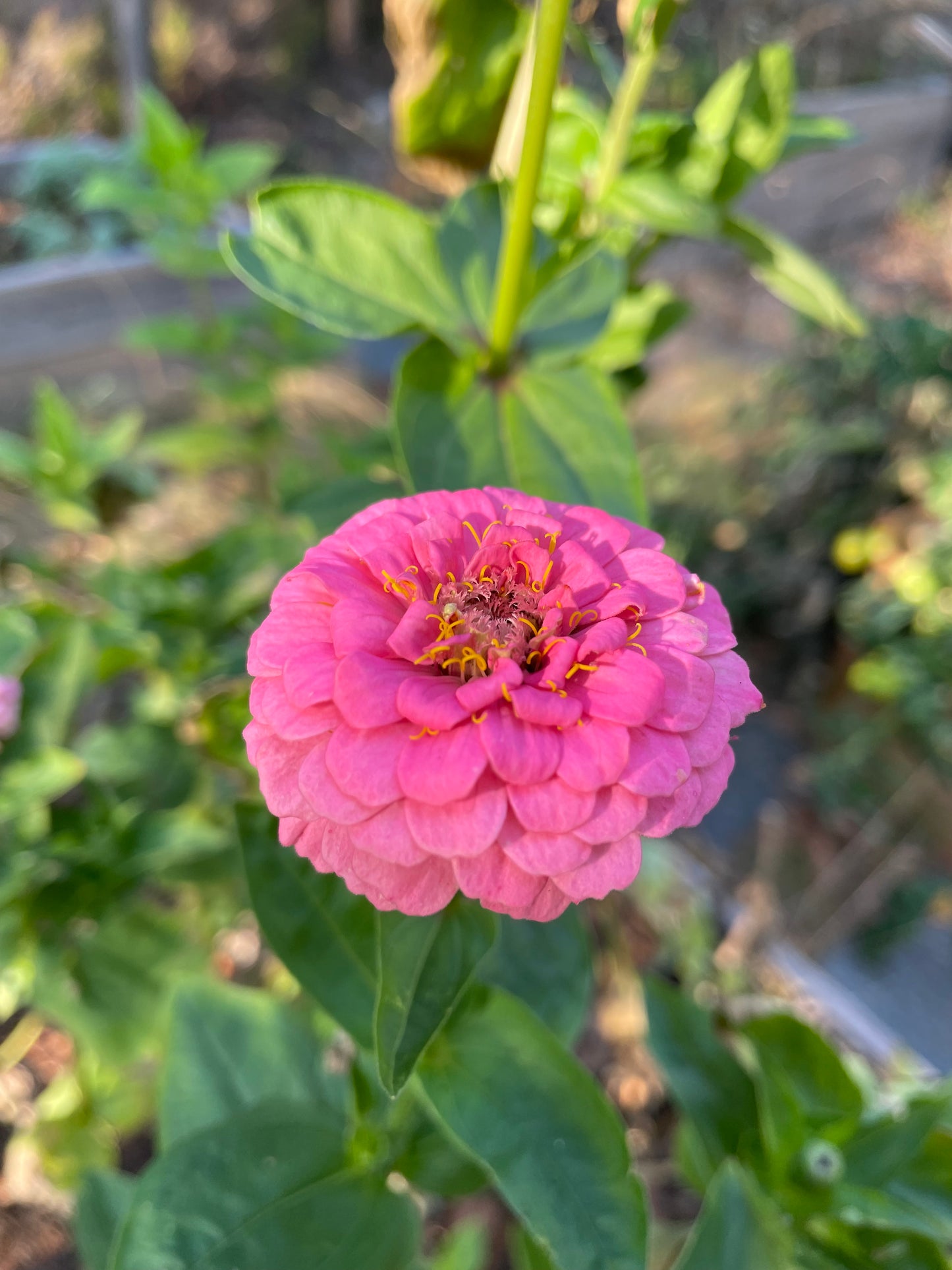 Zinnia ”Oklahoma Pink”