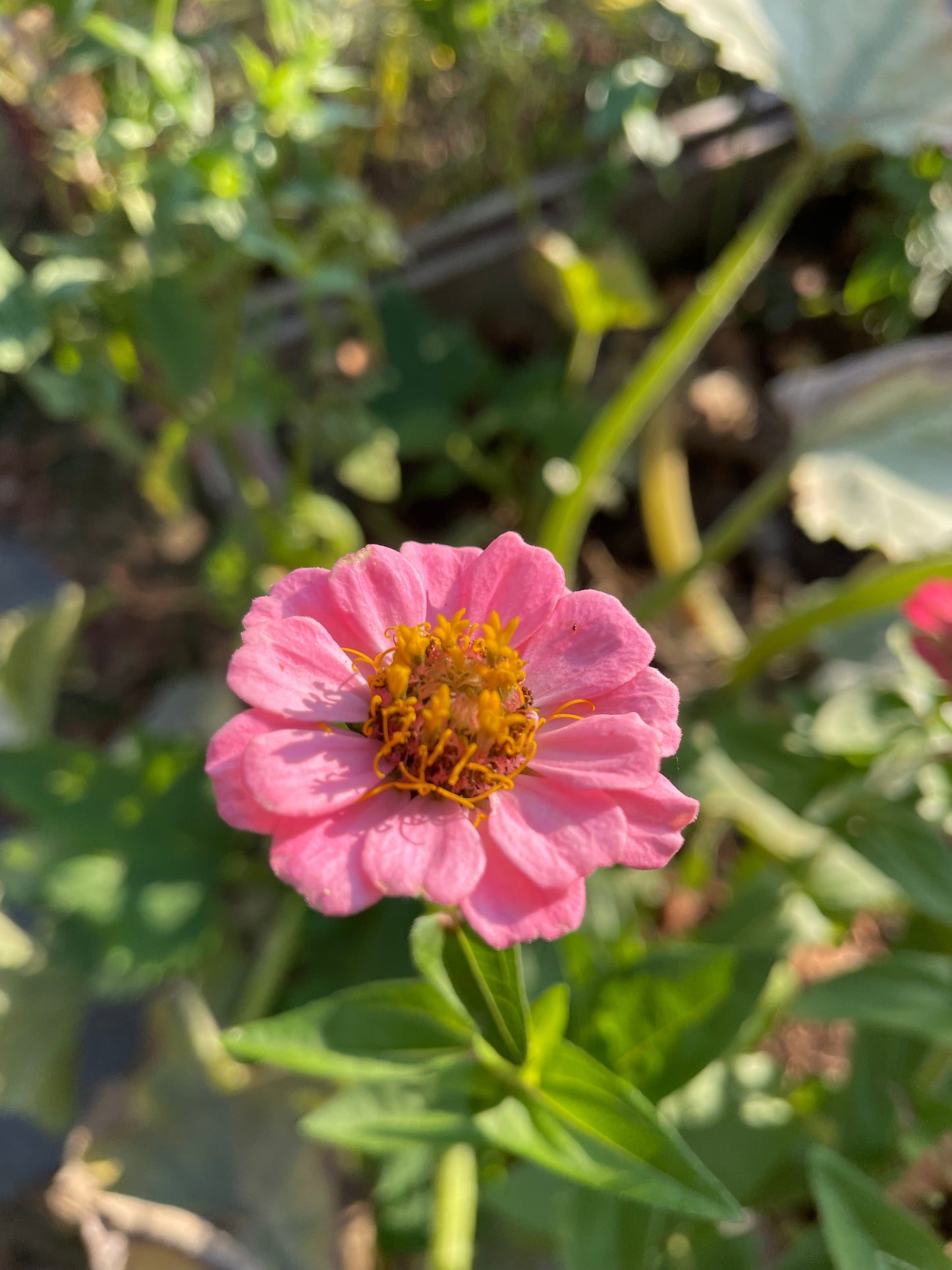 Zinnia ”Oklahoma Pink”