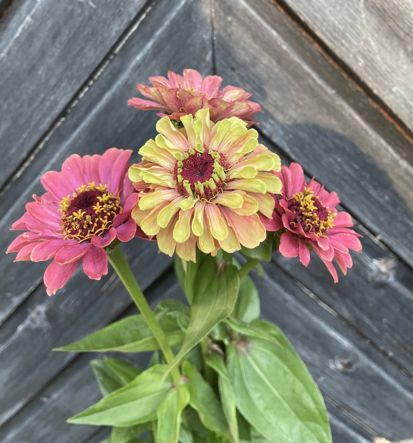Zinnia ”Queen Lime Red”