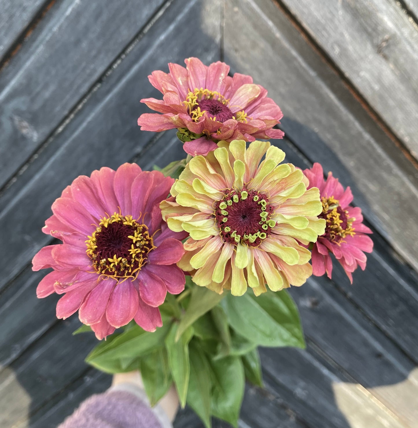 Zinnia ”Queen Lime Red”