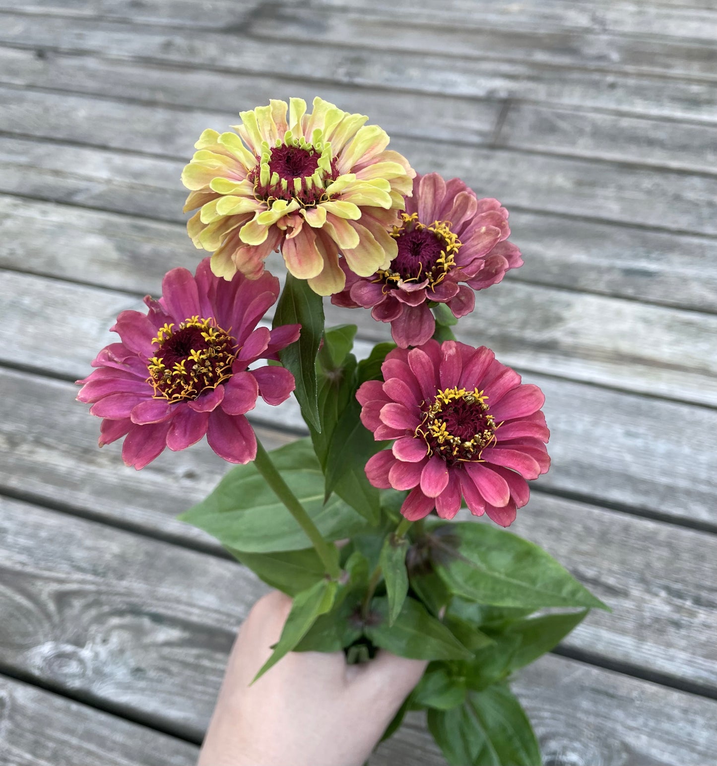 Zinnia ”Queen Lime Red”