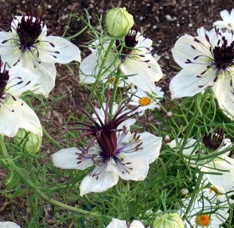 Spanska jungfrun ”African Bride”