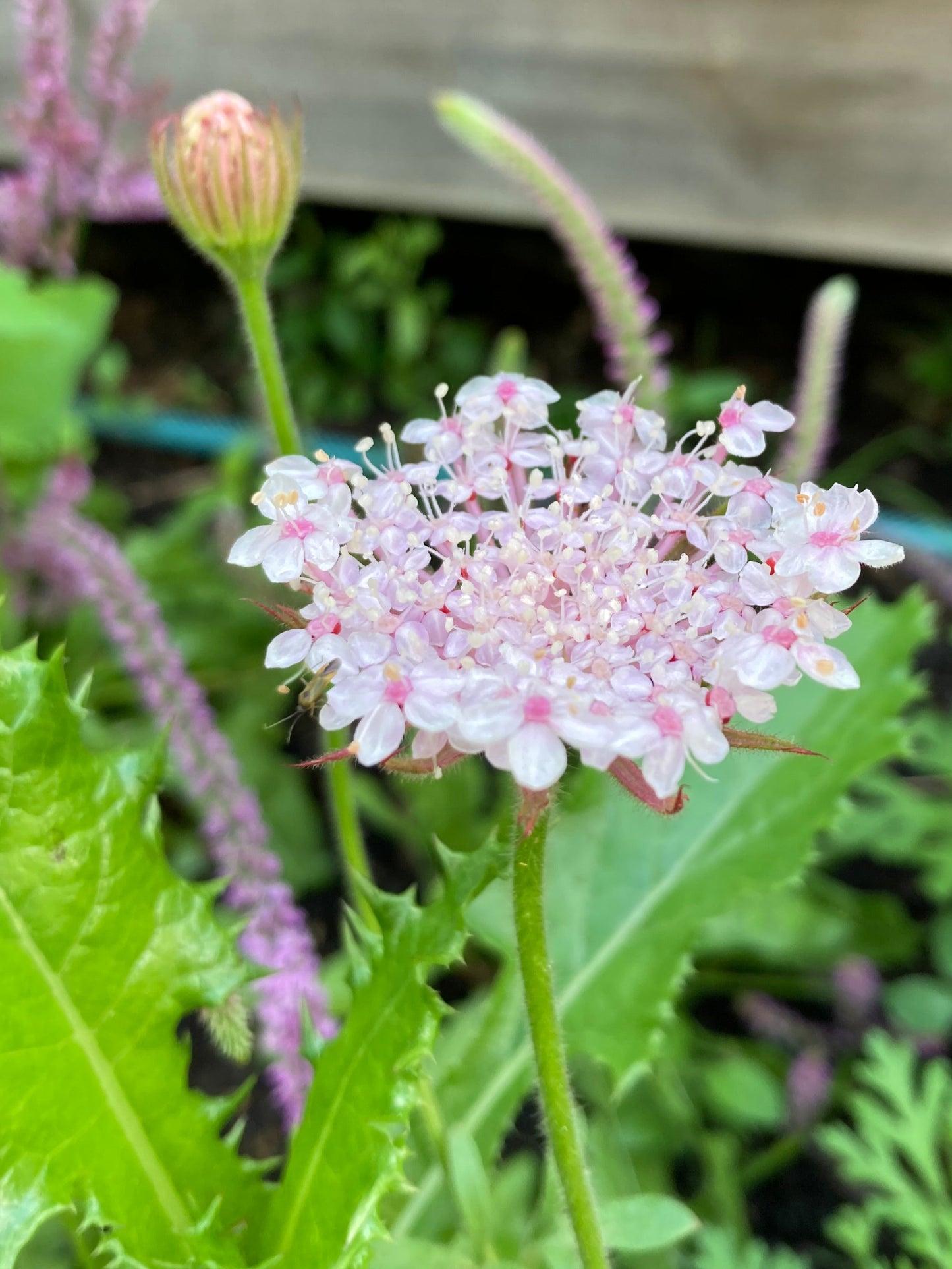 Blåparasoll ”Lace Pink”