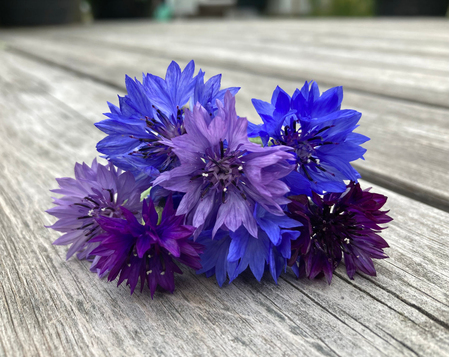 Blåklint ”Ball Mix”