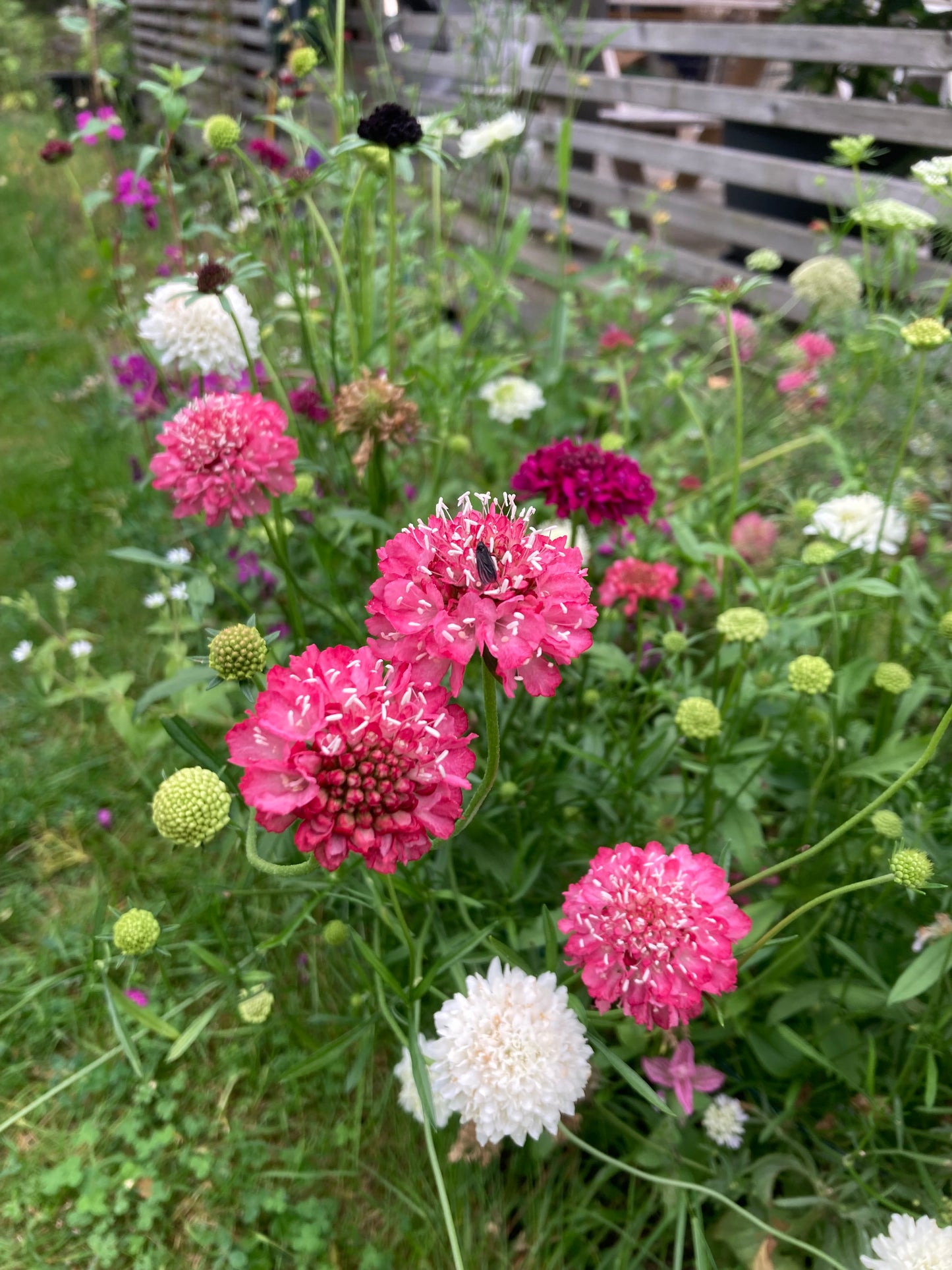 Praktvädd ”Salmon rose”