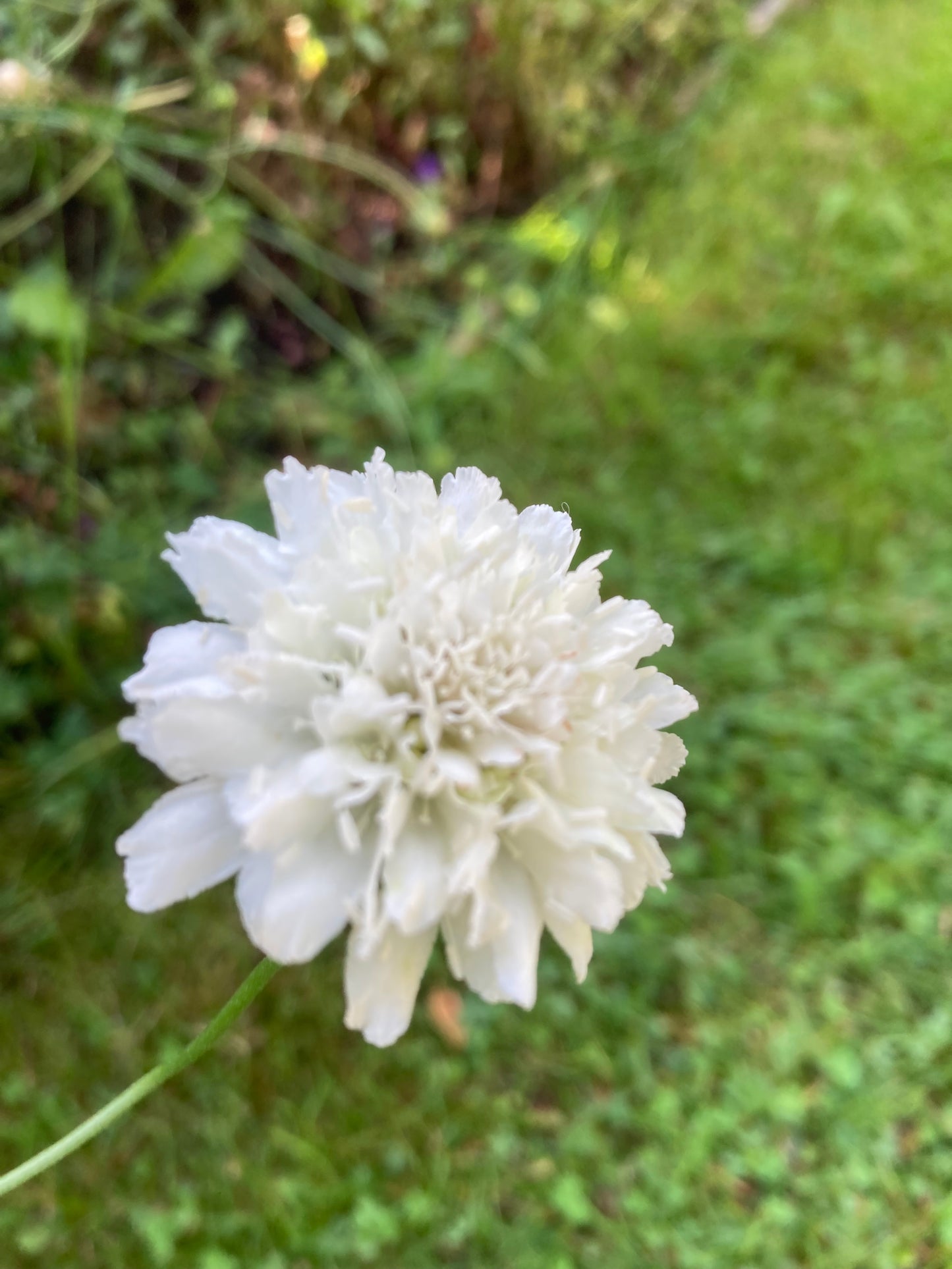 Praktvädd ”Summer fruits”