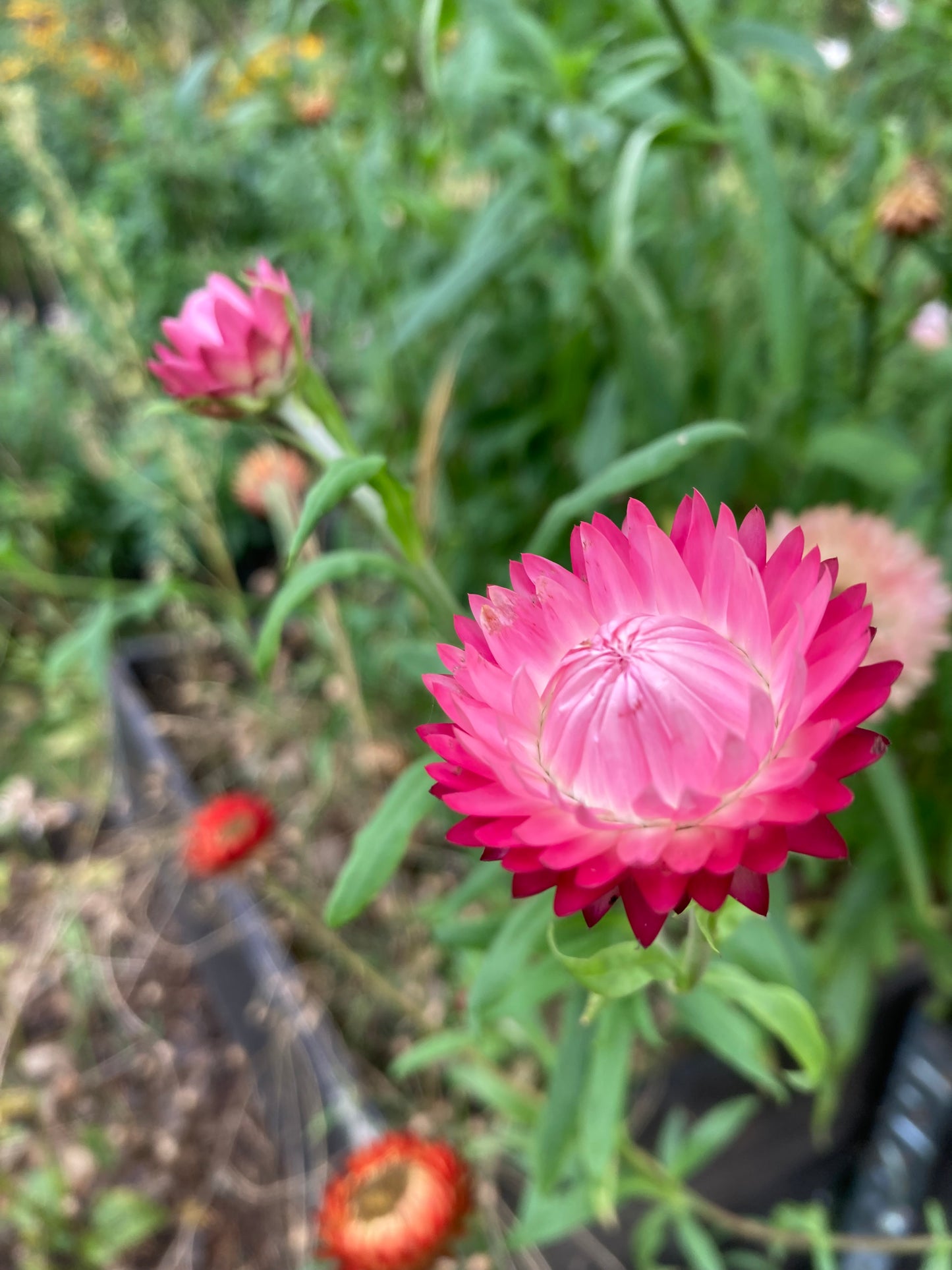 Jätteeternell ”King size bright rose”
