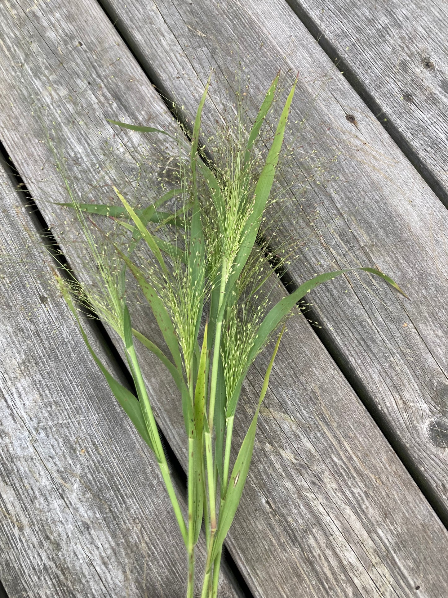 Fontängräs "Frosted Explosion"