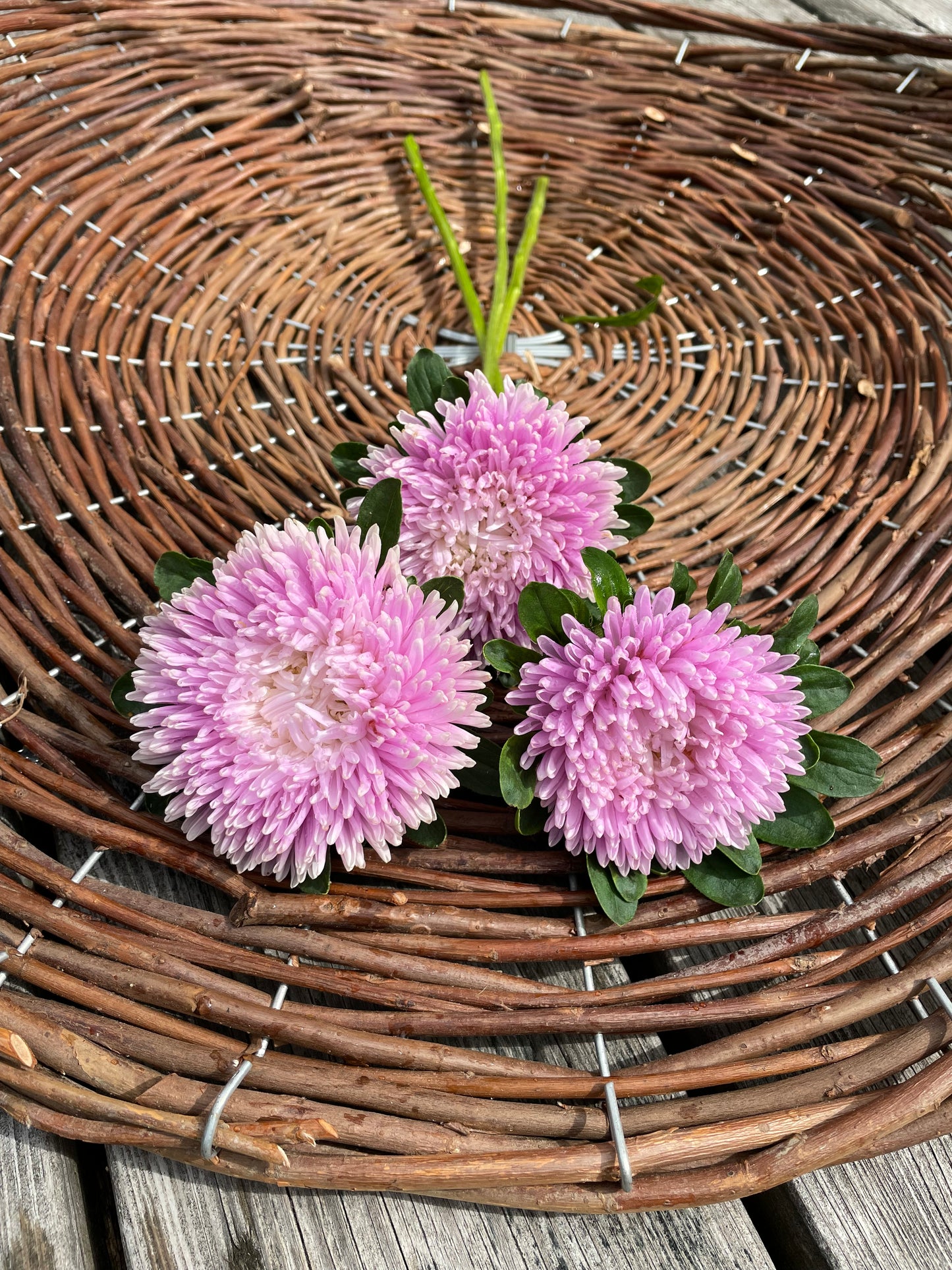 Sommaraster ”Chrisantella Sakura"