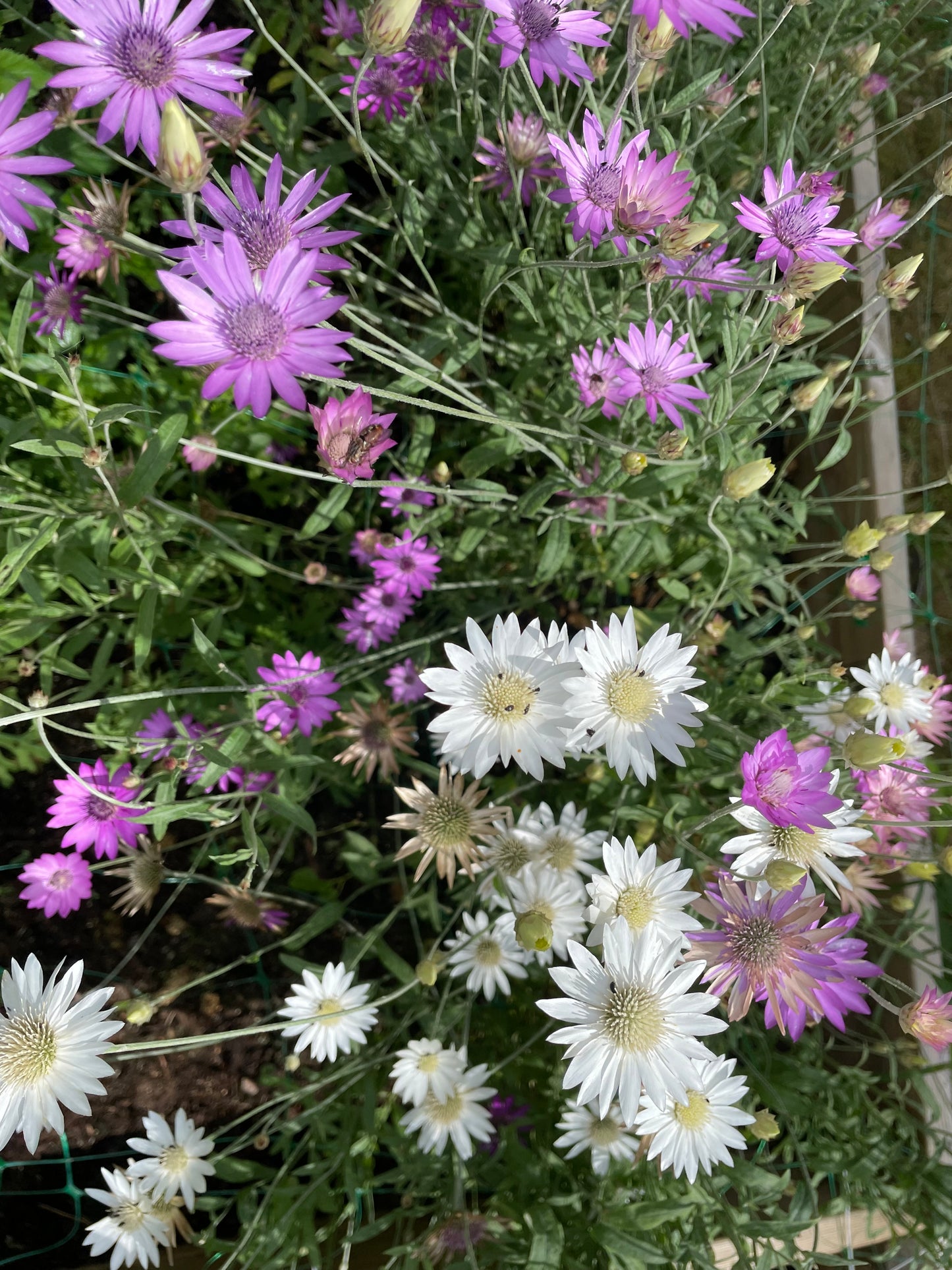 Pappersblomster