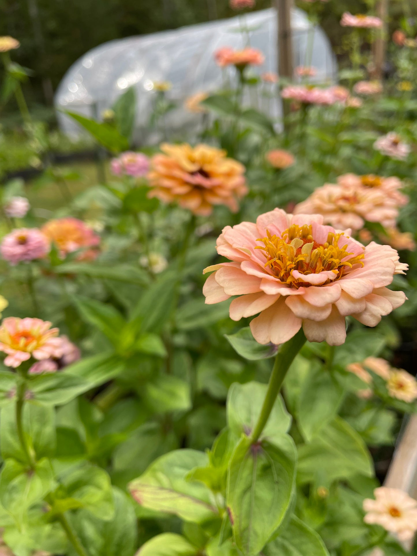 Zinnia ”Sweet Pastels”
