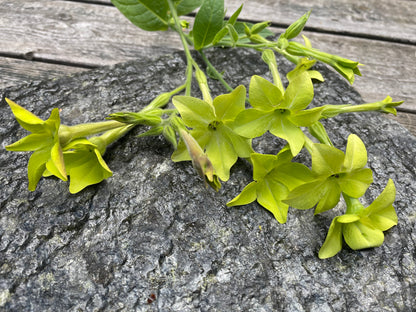 Blomstertobak "Lime green"