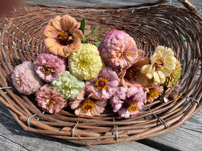 Zinnia ”Sweet Pastels”