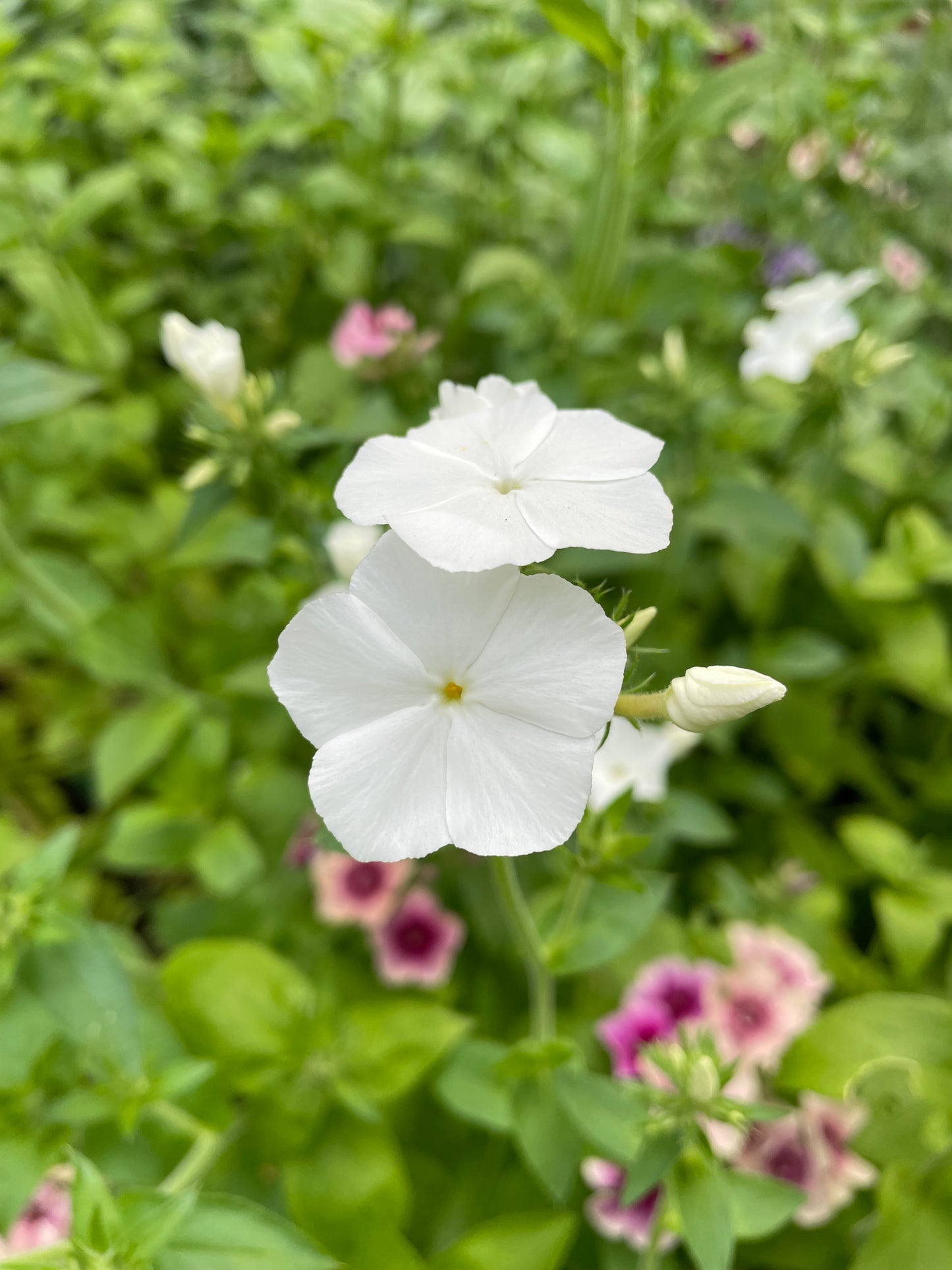 Sommarflox ”Alba”