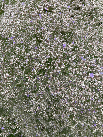 Silverrisp