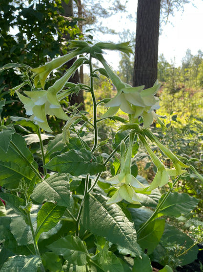 Blomstertobak "Mix"