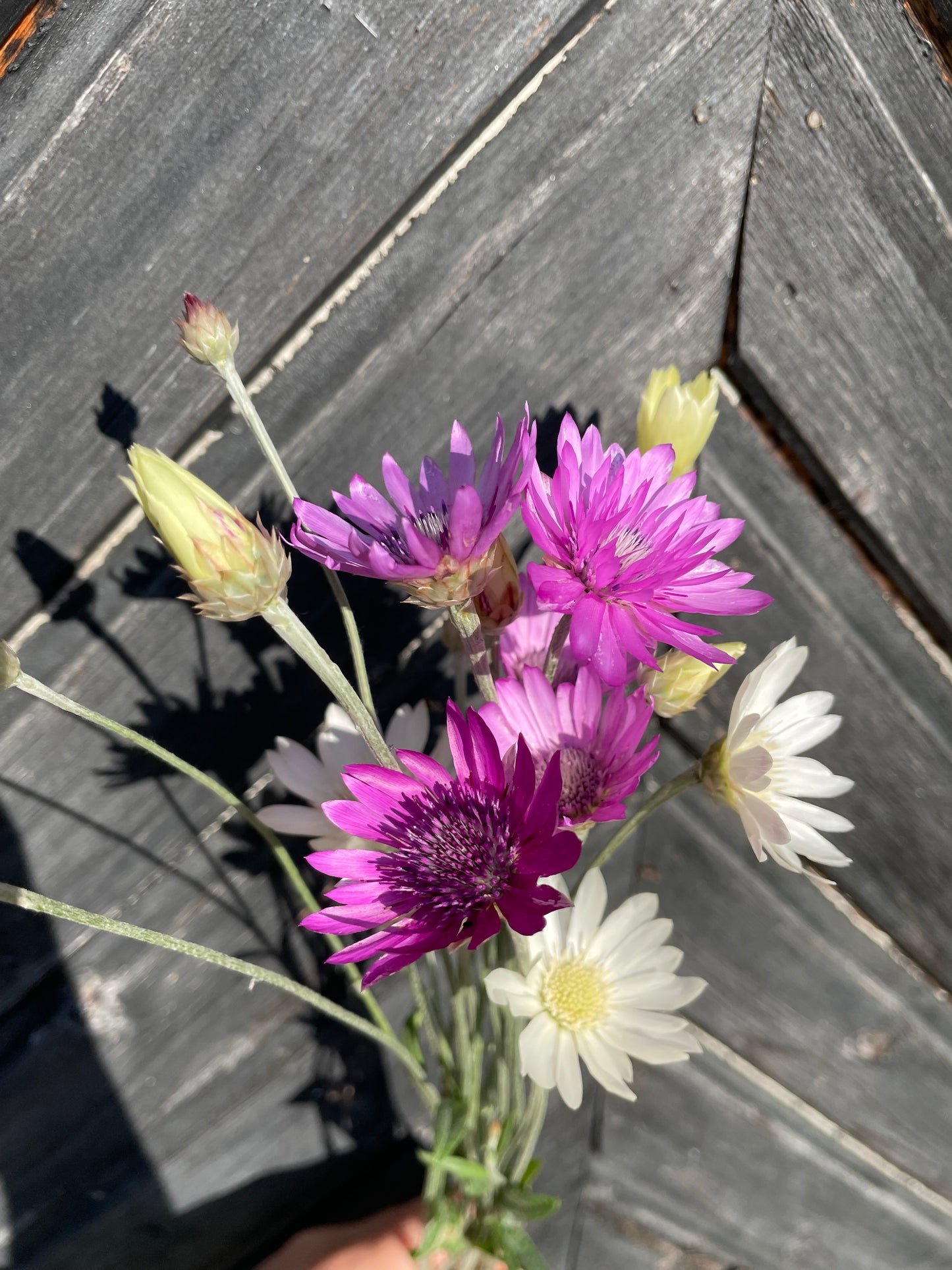 Pappersblomster