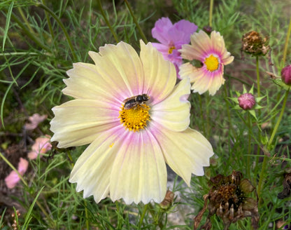Rosenskära ”Apricot Lemonade”