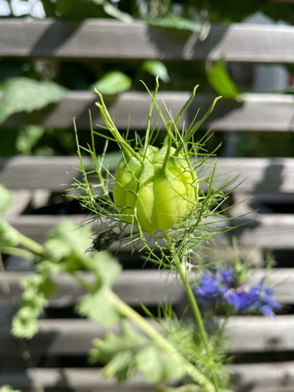 Jungfrun i det gröna ”Albion Green pods”