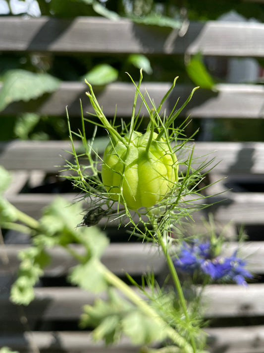 Jungfrun i det gröna ”Albion Green pods”