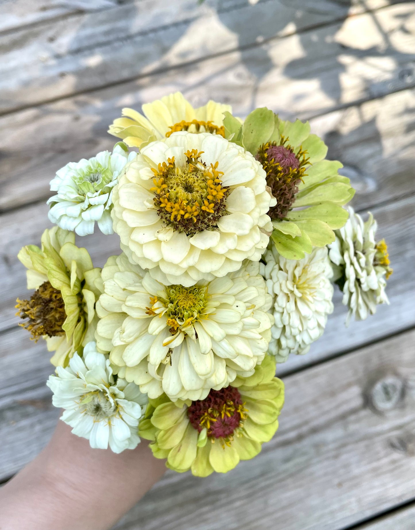Zinnia ”Sweet Lemonade”