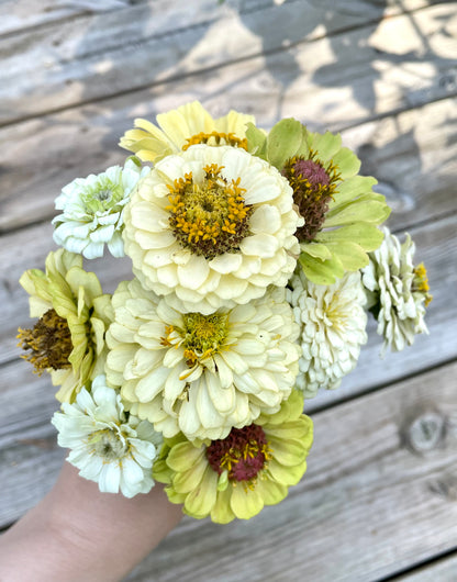 Zinnia ”Sweet Lemonade”