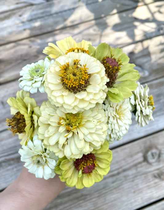 Zinnia ”Sweet Lemonade”