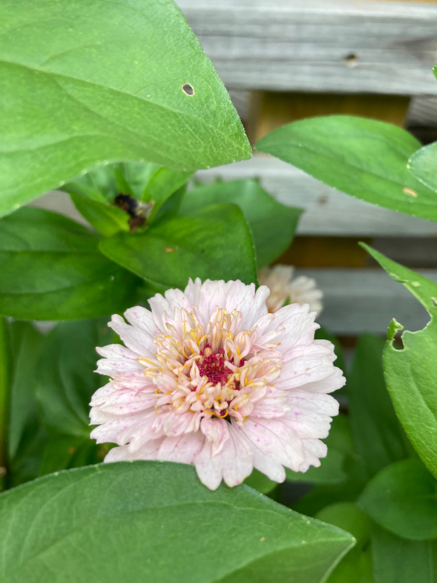 Zinnia "Cresto! Peachy Pink"