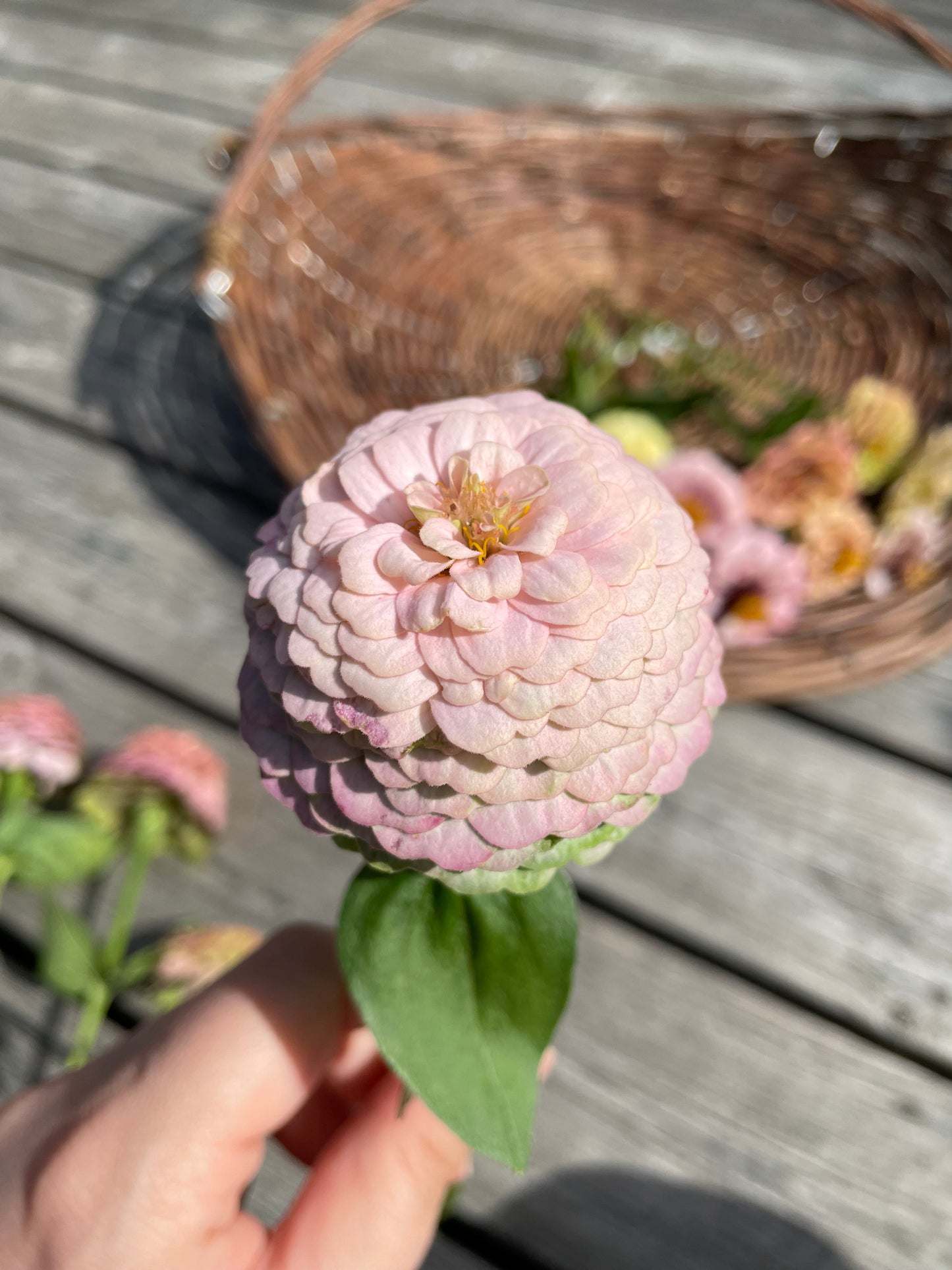 Zinnia ”Sweet Pastels”