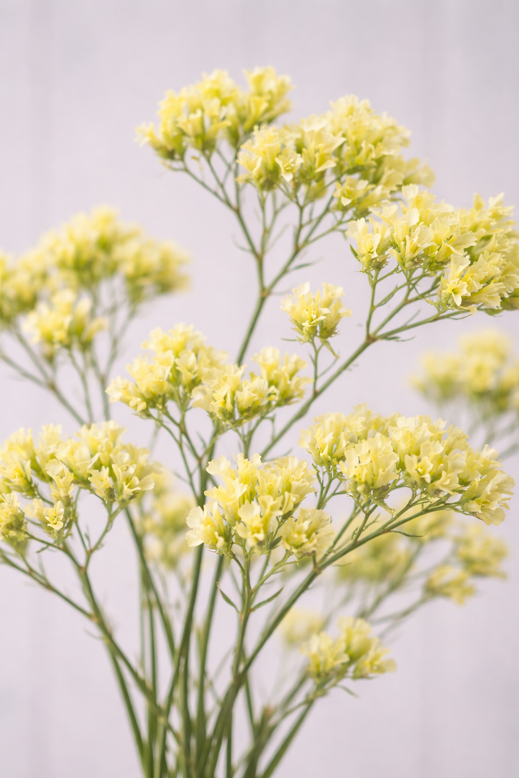 Risp ”Bonduelii”