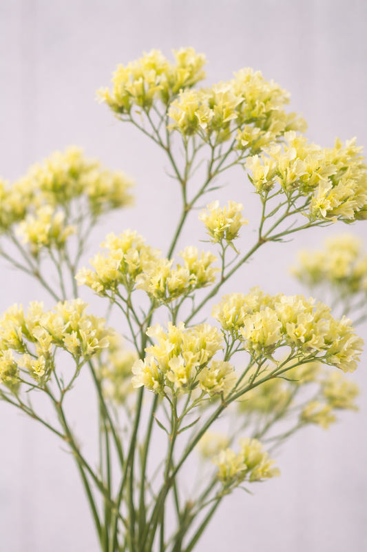 Risp ”Bonduelii”