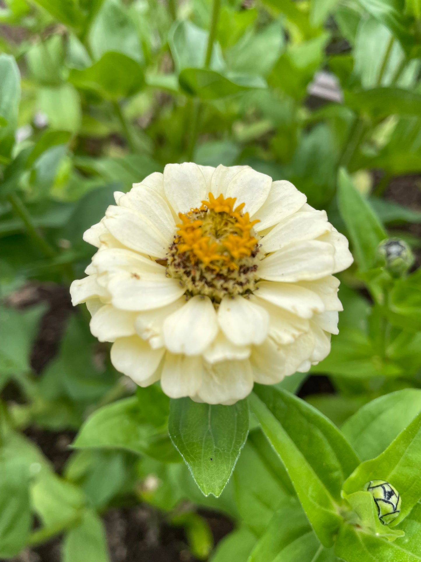 Zinnia ”Sweet Lemonade”