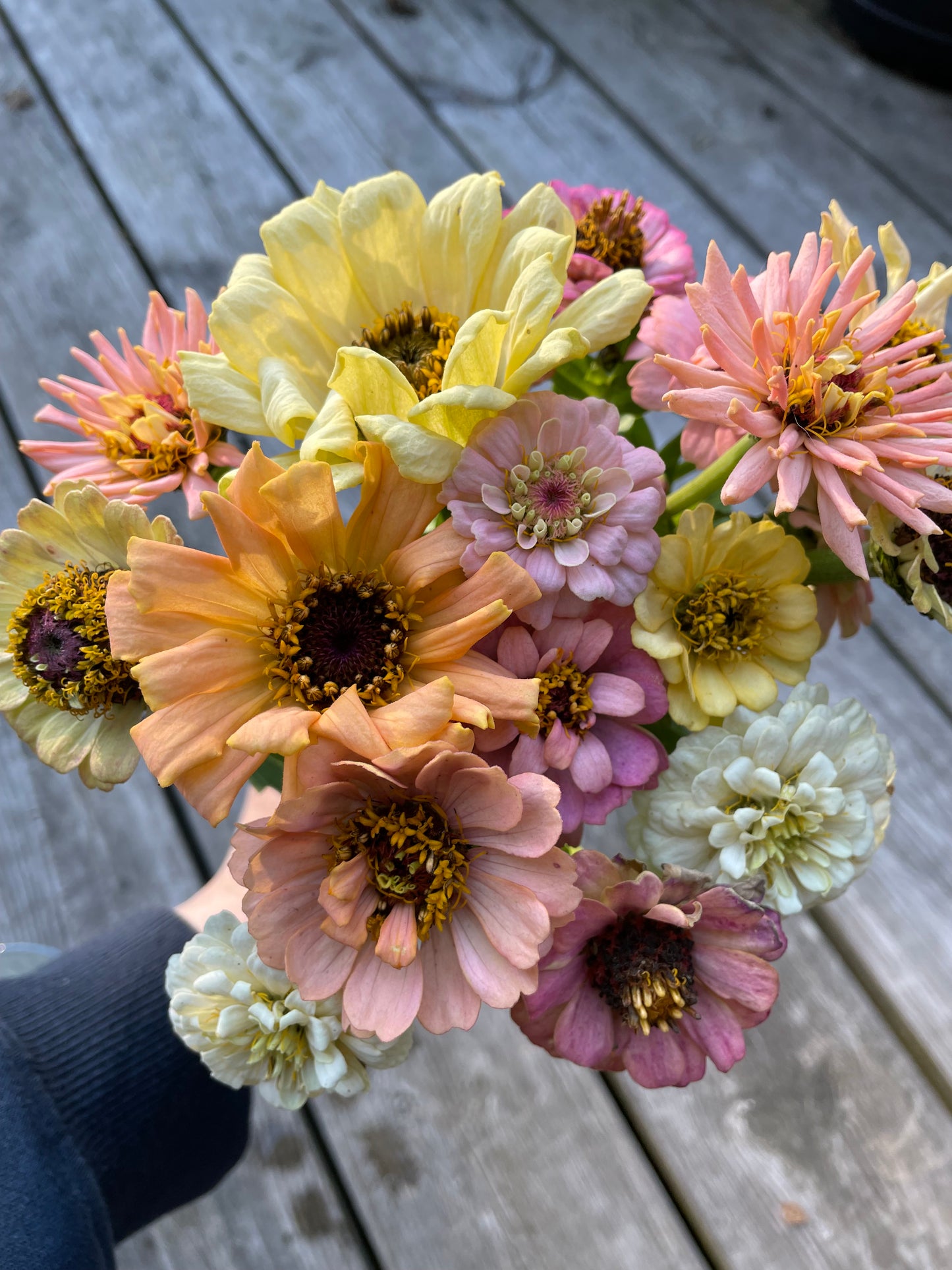 Zinnia ”Sweet Pastels”