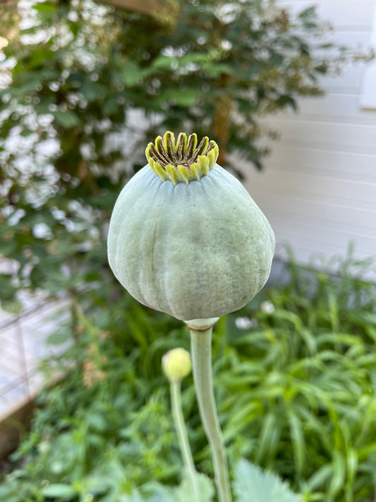 Vallmo ”Bowling ball”