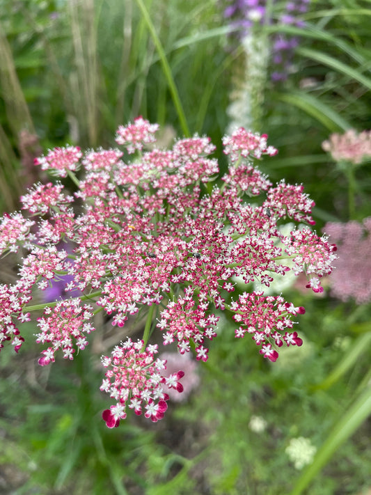 Blomstermorot ”Purple Kisses”