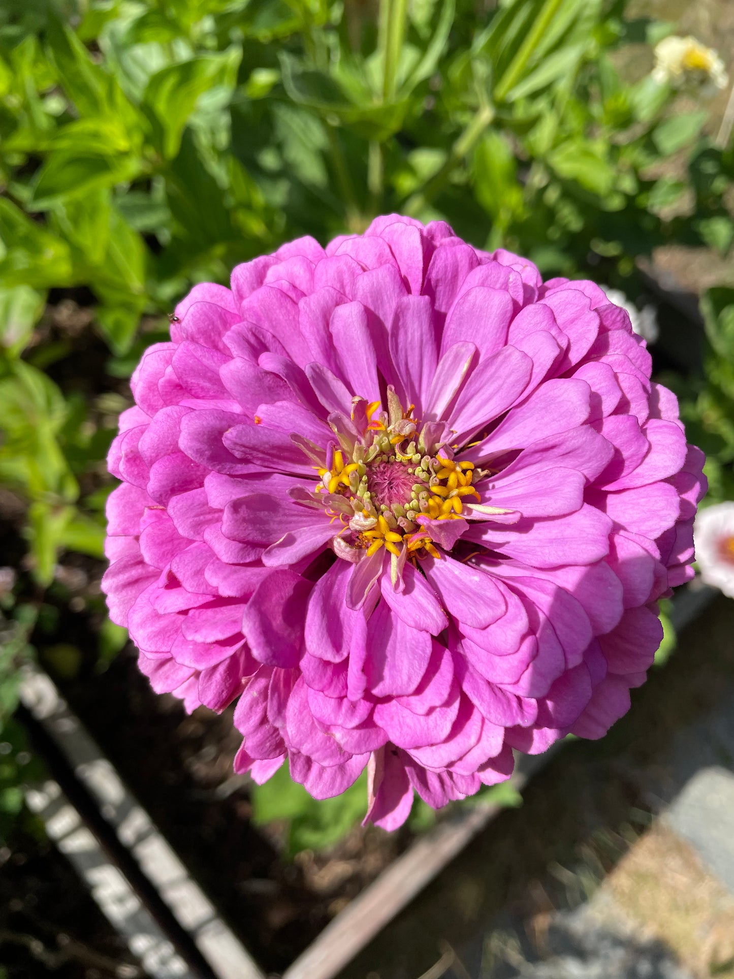 Zinnia ”Dahlia Flowered Purple”