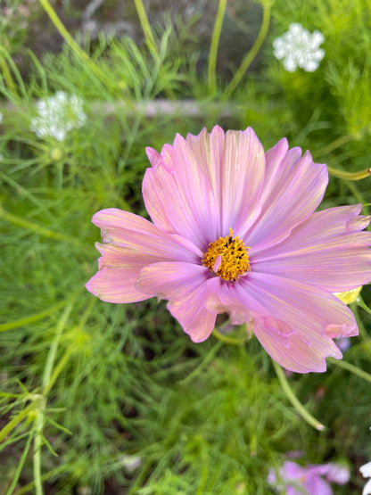 Rosenskära ”Apricotta”