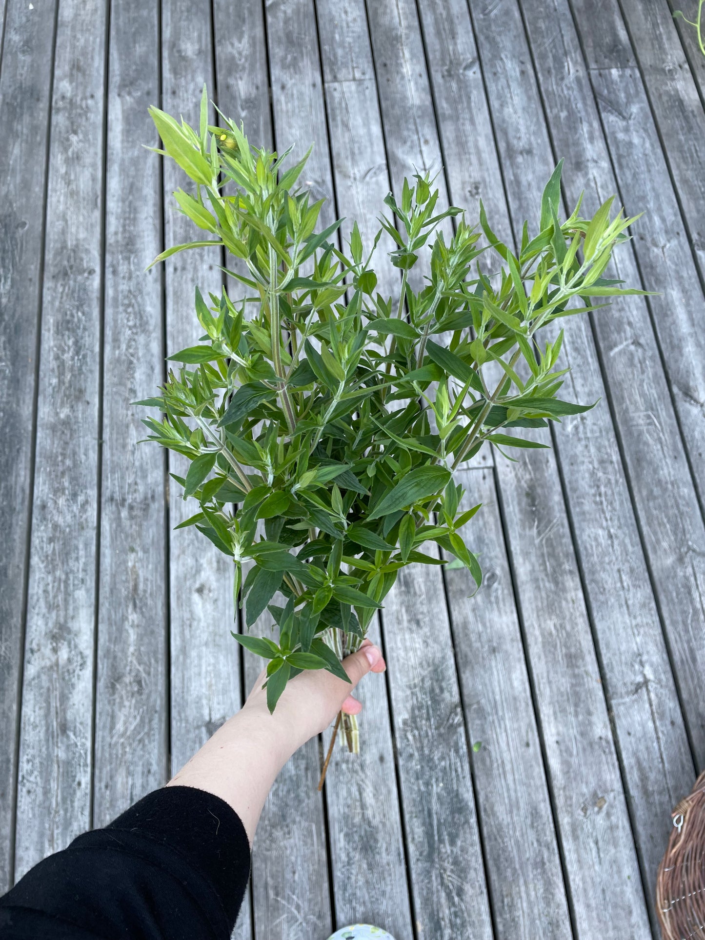 Bergsmynta ”Mountain Mint”
