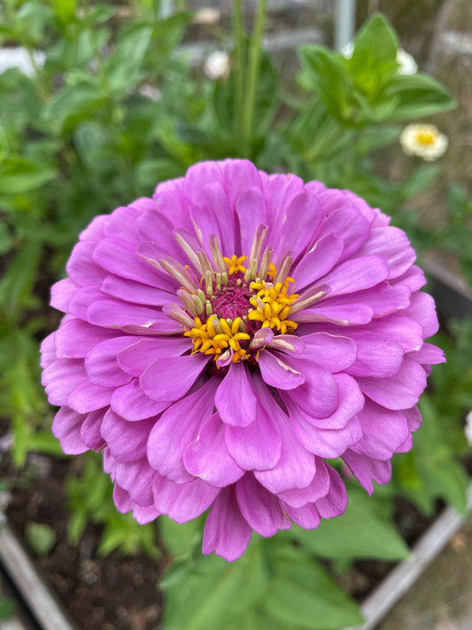 Zinnia ”Dahlia Flowered Purple”