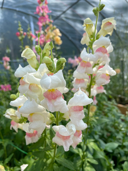 Lejongap F1 ”Maryland Appleblossom”