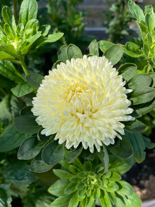 Sommaraster "King size Limoncello"