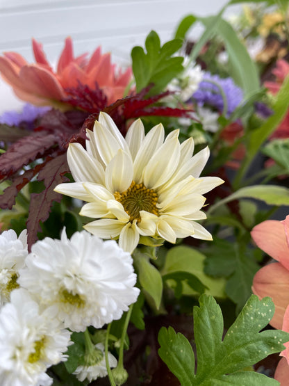 Solros F1 ”Pro Cut White Lite”